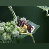 Solitary bee on bryony