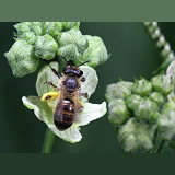 Solitary bee on bryony
