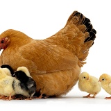 Buff bantam hen with chicks, 2 days old
