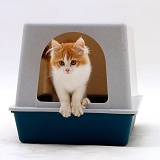 Ginger-and-white kitten coming out of his igloo litter tray