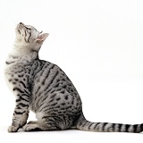 Silver spotted shorthair male cat sitting