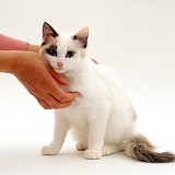 Seal-and-white female Ragdoll-cross kitten being stroked