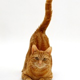 Ginger tabby female cat with tail up