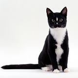 Black-and-white cat sitting
