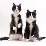 Two black-and-white kittens