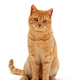 Ginger British shorthair male cat