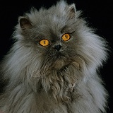 Blue Persian longhair cat