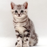 Silver tabby male kitten