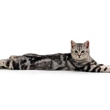 Silver tabby male cat
