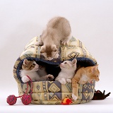 Kittens playing in an igloo bed
