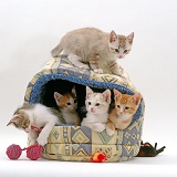 Five kittens, 8 weeks old, in an igloo bed