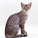Female Silver Egyptian Mau cat