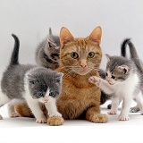 Ginger cat with grey foster kittens