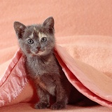 Cute blue-cream kitten, under a pink blanket