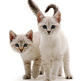 Blue-eyed Sepia snow Bengal-cross kittens