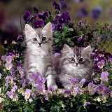 Kittens amongst pansies