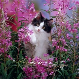 Black-and-white kitten with fireweed flowers