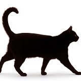 Black short-hair male cat walking profile