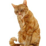 Ginger tabby female cat licking a paw