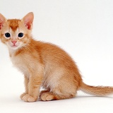 Ginger kitten, sitting