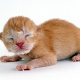 Ginger kitten, 1 day old