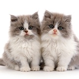 Two Persian cross lilac bicolour kittens, 9 weeks old
