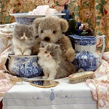 Persian kittens with teddy and Victorian wash set