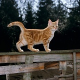 Ginger kitten standing on a garden fence