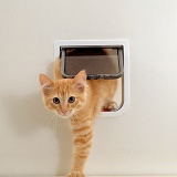 Ginger kitten coming through a catflap