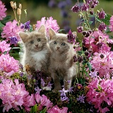 Kittens among flowers