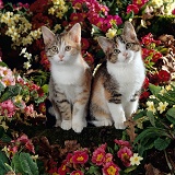 Kittens among primroses