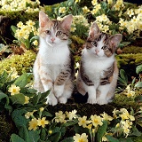 Bicolour tabby kittens among yellow primroses