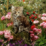 Long haired tabby kitten with pink rose flowers