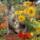 Ticked tabby kittens among flowers