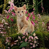 Ginger Burmese-cross cat among Foxgloves