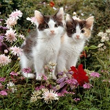 Black-and-white kittens among flowers