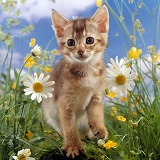 Abyssinian kitten among Daisy and Buttercup flowers