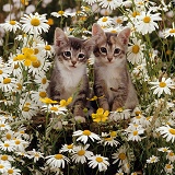 Burmese-cross kittens among meadow flowers
