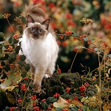 Birman cat among berries and seedheads