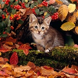 Tabby kitten among autumn leaves