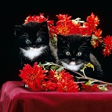 Black-and-white kittens with flowers