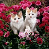 Calico kittens among pink flowers