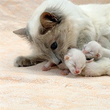 Balinese mother cat with young kittens