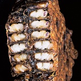Honey Bee pupae in cells
