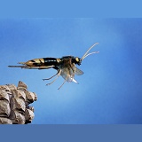 Giant Wood-wasp taking off