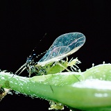 Female aphid giving birth to young