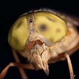 Close up of head of Horsefly