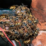 Saxony Wasp queens