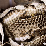 Saxony Wasps' nest