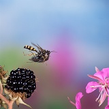 Field Digger Wasp flying with bluebottle prey